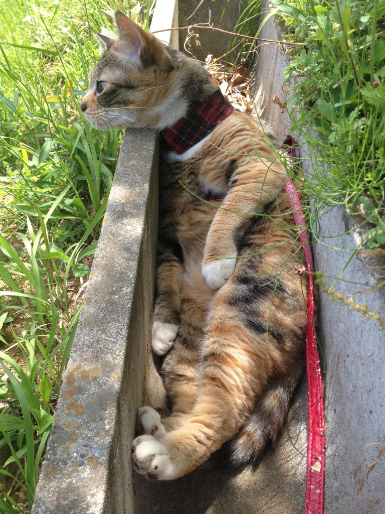 うちのちゃげさん。