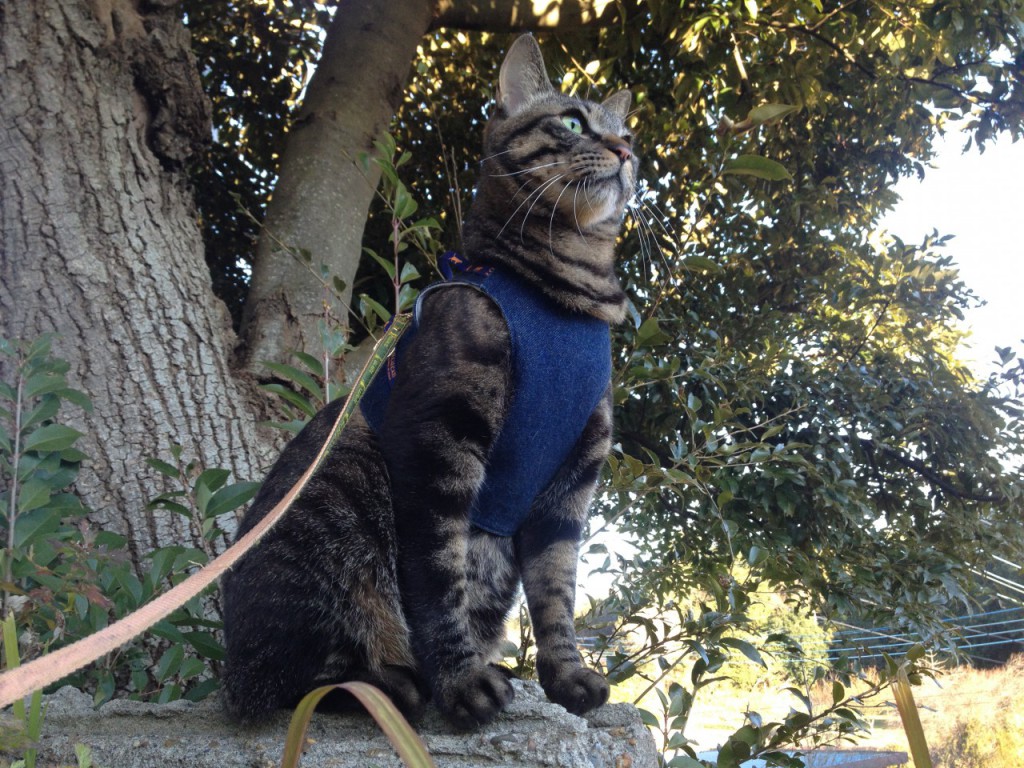 うちのなつさん。